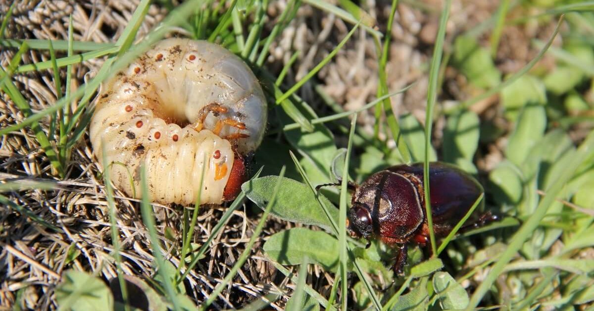 Майский жук: каким растениям угрожает и как бороться с его личинками .